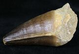 Mosasaur (Prognathodon) Tooth #20936-2